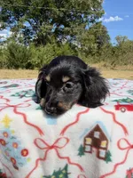 Black Boy, a male Chihuahua and Miniature Dachshund for sale in Hugo, OK – 3 of 6