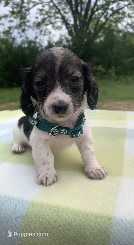 LH Red Brindle Piebald  – Miniature Dachshund puppy for sale in Hugo, OK