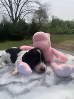 LH Red Brindle Piebald , a male Miniature Dachshund for sale in Hugo, OK – 5 of 8
