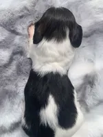LH Red Brindle Piebald , a male Miniature Dachshund for sale in Hugo, OK – 6 of 8
