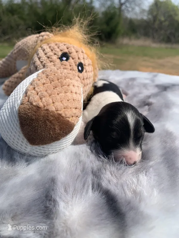 LH Red Piebald  – Miniature Dachshund puppy for sale in Hugo, OK