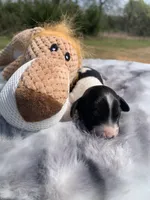 LH Red Piebald , a male Miniature Dachshund for sale in Hugo, OK – Photo 1 of 2