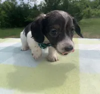 LH Red Brindle Piebald , a male Miniature Dachshund for sale in Hugo, OK – 3 of 8