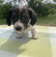 LH Red Brindle Piebald , a male Miniature Dachshund for sale in Hugo, OK – 2 of 8