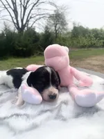 LH Red Brindle Piebald , a male Miniature Dachshund for sale in Hugo, OK – 4 of 8