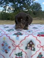 Chocolate Boy , a male Chihuahua and Miniature Dachshund for sale in Hugo, OK – 3 of 5