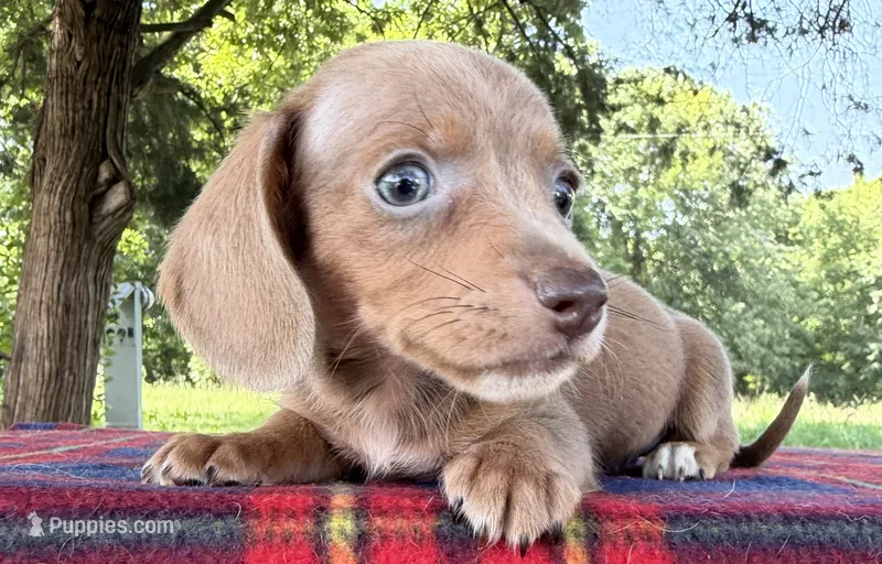 SH Isabella Sable  – Miniature Dachshund puppy for sale in Hugo, OK