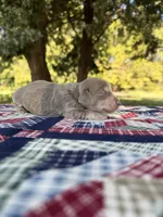 AKC LH Isabella and Cream, a male Miniature Dachshund for sale in Hugo, OK – 3 of 7