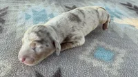 AKC SH Isabella Dapple , a male Miniature Dachshund for sale in Hugo, OK – 2 of 4