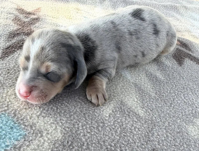 AKC SH Blue Dapple #2  – Miniature Dachshund puppy for sale in Hugo, OK
