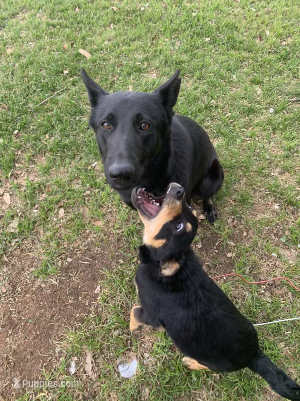 Girl- Dumped & Rescued  – German Shepherd Dog puppy for sale in Hugo, OK
