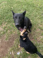 Girl- Dumped & Rescued , a female German Shepherd Dog for sale in Hugo, OK – 1 of 1