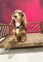 Expected Litter , a  Miniature Dachshund for sale in Hugo, OK – 3 of 5