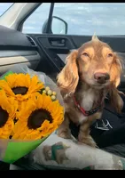 Expected Litter , a  Miniature Dachshund for sale in Hugo, OK – 1 of 5