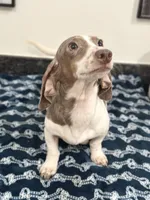 Expected Litter , a  Miniature Dachshund for sale in Hugo, OK – 2 of 5