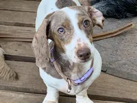 Expected Litter , a  Miniature Dachshund for sale in Hugo, OK – 4 of 5