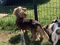 Expected Litter , a  Miniature Dachshund for sale in Hugo, OK – 5 of 5