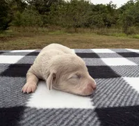 AKC Isabella and Cream Dapple , a male Miniature Dachshund for sale in Hugo, OK – 3 of 4