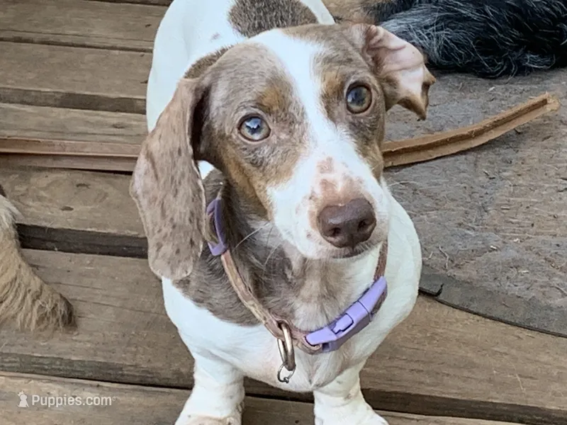 Ivy  – Miniature Dachshund puppy for sale in Hugo, OK