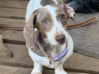 Ivy , a female Miniature Dachshund for sale in Hugo, OK – 1 of 3