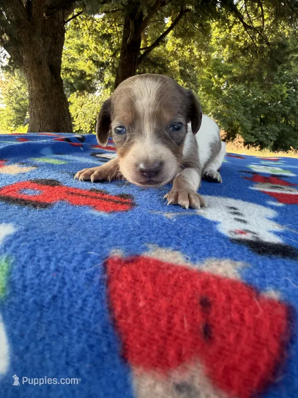 CKC SH Blue Red Dapple Piebald  – Miniature Dachshund puppy for sale in Hugo, OK