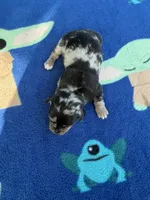 Black Dapple , a female Chihuahua and Miniature Dachshund for sale in Hugo, OK – 2 of 2