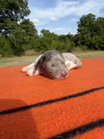 CKC LH Black and Tan Dapple Piebald, a male Miniature Dachshund for sale in Hugo, OK – 2 of 2