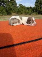 CKC SH Blue Red Dapple Piebald , a male Miniature Dachshund for sale in Hugo, OK – 2 of 2