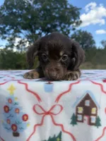 Chocolate Boy , a male Chihuahua and Miniature Dachshund for sale in Hugo, OK – 2 of 5