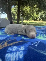 Isabella Boy , a male Chihuahua and Miniature Dachshund for sale in Hugo, OK – 2 of 2