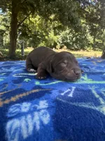Chocolate Boy , a male Chihuahua and Miniature Dachshund for sale in Hugo, OK – 2 of 2