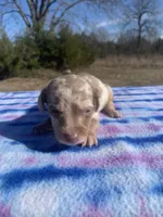 CKC Isabella Dapple SH, a male Miniature Dachshund for sale in Hugo, OK – Photo 2 of 3