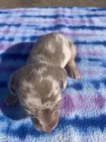 CKC Isabella Dapple SH, a male Miniature Dachshund for sale in Hugo, OK – Photo 3 of 3