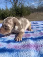 CKC Isabella Dapple SH, a male Miniature Dachshund for sale in Hugo, OK – Photo 1 of 3