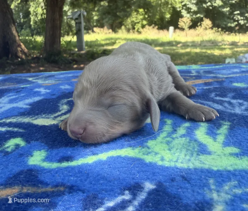 Isabella Boy  – Chihuahua, Miniature Dachshund puppy for sale in Hugo, OK