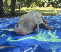 Isabella Boy , a male Chihuahua and Miniature Dachshund for sale in Hugo, OK – 1 of 2