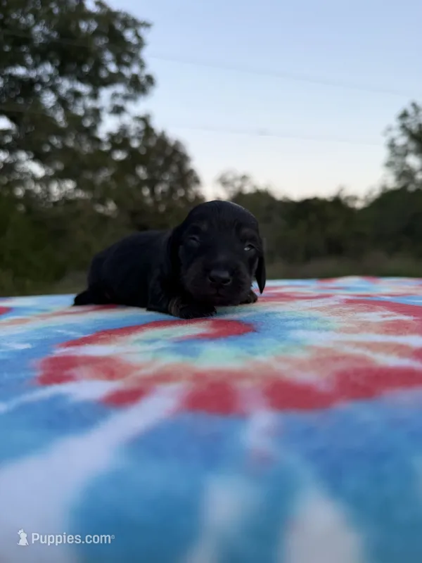 AKC Black and Cream Brindle – Miniature Dachshund puppy for sale in Hugo, OK