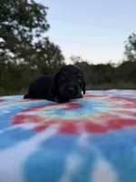 AKC Black and Cream Brindle, a female Miniature Dachshund for sale in Hugo, OK – 1 of 2