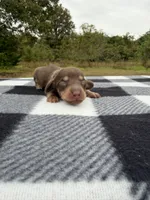 AKC Chocolate and Cream #2, a female Miniature Dachshund for sale in Hugo, OK – 3 of 3