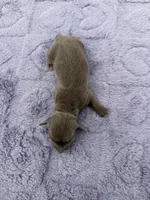 Isabella & Tan , a female Miniature Dachshund for sale in Hugo, OK – 3 of 3