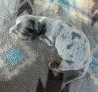 AKC SH Blue Dapple #2 , a male Miniature Dachshund for sale in Hugo, OK – 2 of 3