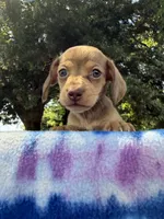 AKC SH Cream Sable , a female Miniature Dachshund for sale in Hugo, OK – 6 of 7