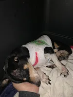 Rescue? Dumped , a female Chihuahua for sale in Hugo, OK – Photo 3 of 3