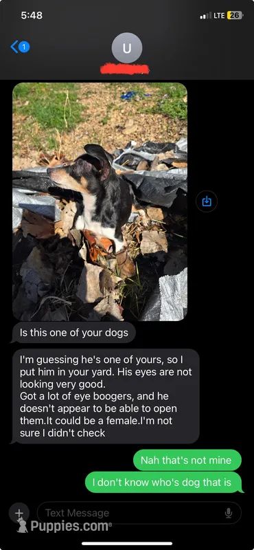 Rescue? Dumped  – Chihuahua puppy for sale in Hugo, OK