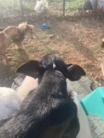 Rescue? Dumped , a female Chihuahua for sale in Hugo, OK – Photo 2 of 3