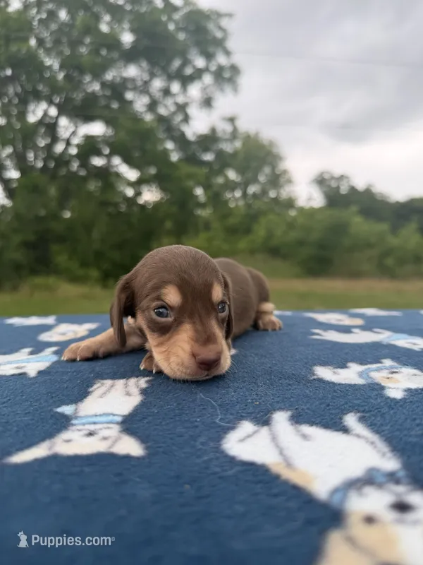 AKC SH Choc&Cream 2 – Miniature Dachshund puppy for sale in Hugo, OK