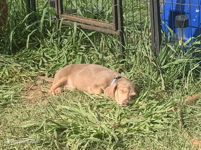 Arrow – Miniature Dachshund puppy for sale in Hugo, OK