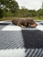 AKC Chocolate and Cream #2, a female Miniature Dachshund for sale in Hugo, OK – 2 of 3