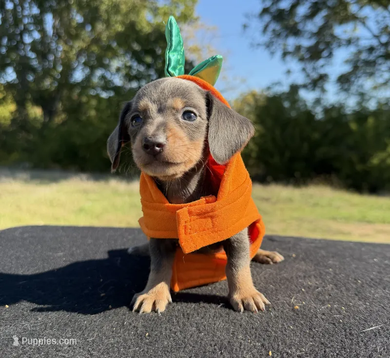 AKC SH Blue & Tan  – Miniature Dachshund puppy for sale in Hugo, OK