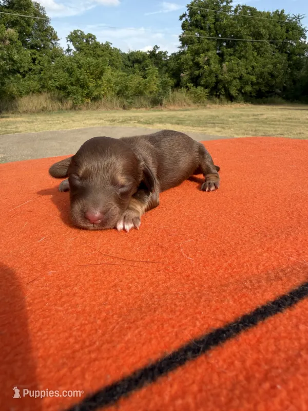 CKC Red #2 – Miniature Dachshund puppy for sale in Hugo, OK